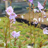 Parahebe catarractae 'Porlock'